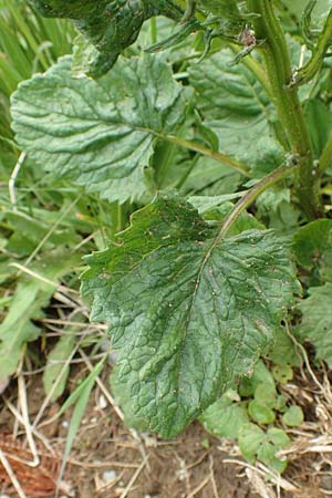 Senecio subalpinus / Mountain Ragwort, A Rax 28.6.2020