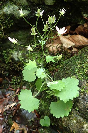 Saxifraga rotundifolia \ Rundblttriger Steinbrech / Round-Leaved Saxifrage, A Weichtal-Klamm 1.7.2020