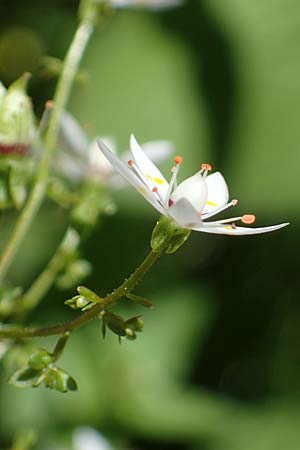 Saxifraga stellaris \ Stern-Steinbrech, A Seetaler Alpen, Zirbitzkogel 28.6.2021