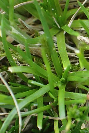 Sagina saginoides \ Alpen-Mastkraut / Alpine Pearlwort, A Seckauer Tauern, Rosenkogel 30.6.2021