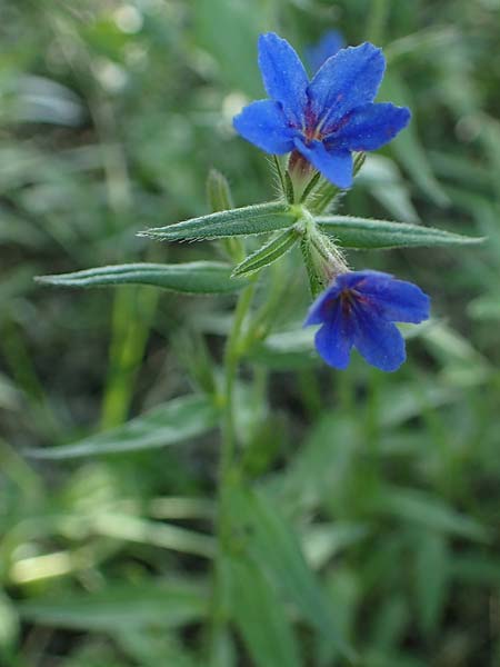 Lithospermum purpurocaeruleum \ Blauroter Steinsame / Purple Gromwell, A Hainburg 14.5.2022