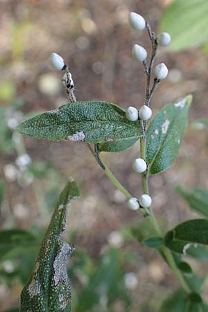 Lithospermum purpurocaeruleum / Purple Gromwell, A Breitenbrunn 24.9.2022