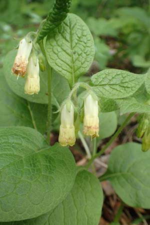 Symphytum tuberosum / Tuberous Comfrey, A Carinthia, St. Paul im Lavanttal 16.5.2016