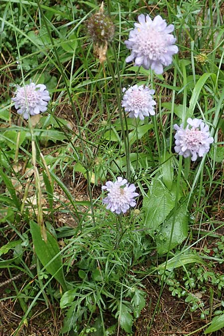 Scabiosa lucida subsp. lucida \ Glnzende Skabiose / Shining Scabious, A Schwarzau im Gebirge 29.6.2020