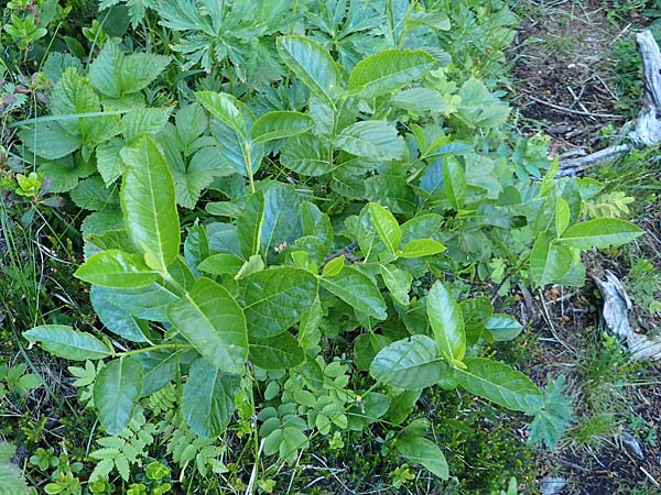 Sorbus chamaemespilus \ Zwerg-Mehlbeere, Berg-Mehlbeere / Dwarf Whitebeam, False Medlar, A Schneealpe 30.6.2020