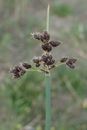 Schoenoplectus tabernaemontani \ Tabernaemontanus' Flechtbinse, Salz-Teichsimse / Grey Club-Rush, A Seewinkel, Apetlon 12.5.2022