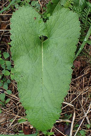 Phlomis tuberosa / Tuberous Jerusalem Sage, A Gumpoldskirchen 29.9.2022