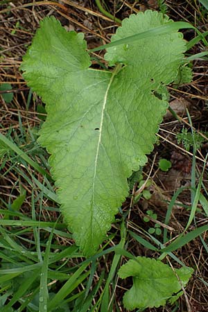 Phlomis tuberosa \ Knollen-Brandkraut / Tuberous Jerusalem Sage, A Gumpoldskirchen 29.9.2022