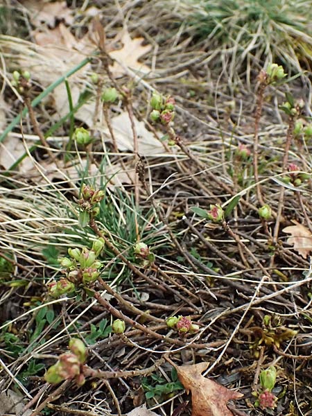 Daphne cneorum \ Rosmarin-Seidelbast, Flaumiger Seidelbast / Garland Flower, A Siegendorf 7.3.2024