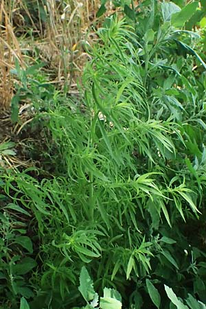 Bassia scoparia \ Besen-Radmelde, Sommerzypresse / Summer Cypress, A Weiden am Neusiedler See 11.7.2023