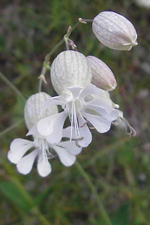 Silene vulgaris subsp. glareosa / Alpine Bladder Campion, A Hahntennjoch 16.7.2010