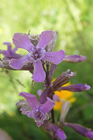 Silene viscaria \ Gewhnliche Pechnelke, A Malta - Tal 19.7.2010