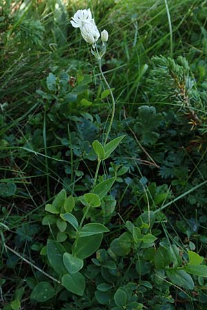 Silene vulgaris subsp. vulgaris \ Gewhnliches Leimkraut, Taubenkropf-Leimkraut, A Nockalmstraße Windebensee 10.7.2019