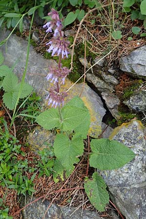 Salvia verticillata \ Quirl-Salbei / Whorled Sage, A Reichenau an der Rax 3.7.2020