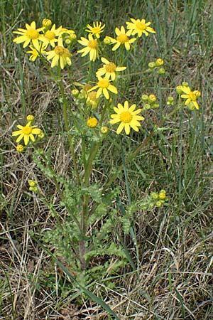 Senecio vernalis \ Frhlings-Greiskraut / Eastern Groundsel, A Seewinkel, Apetlon 8.5.2022