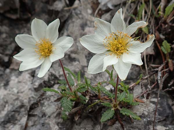 Dryas octopetala \ Silberwurz, A Kärnten, Trögerner Klamm 18.5.2016