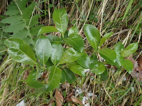 Salix waldsteiniana \ Waldsteins Weide, Bumchen-Weide / Waldstein's Willow, A Kärnten/Carinthia, Trögerner Klamm 18.5.2016