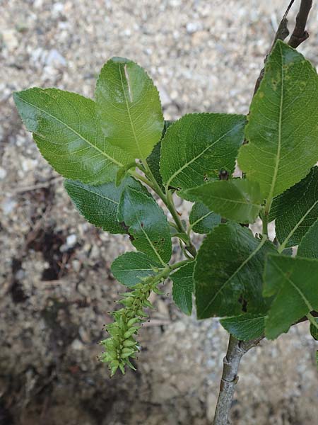 Salix waldsteiniana \ Waldsteins Weide, Bumchen-Weide / Waldstein's Willow, A Kärnten/Carinthia, Trögerner Klamm 18.5.2016