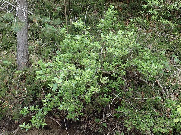 Salix waldsteiniana \ Waldsteins Weide, Bumchen-Weide / Waldstein's Willow, A Kärnten/Carinthia, Trögerner Klamm 18.5.2016