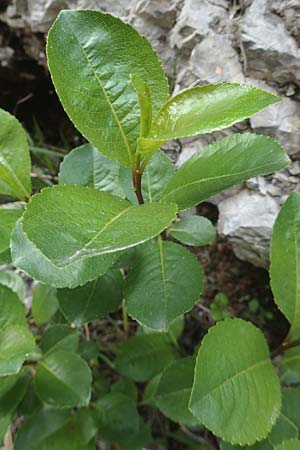 Salix waldsteiniana \ Waldsteins Weide, Bumchen-Weide / Waldstein's Willow, A Kärnten/Carinthia, Trögerner Klamm 18.5.2016