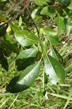 Salix waldsteiniana \ Waldsteins Weide, Bumchen-Weide / Waldstein's Willow, A Kärnten/Carinthia, Tscheppa - Schlucht / Gorge 20.8.2016