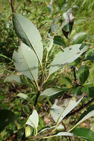 Salix waldsteiniana \ Waldsteins Weide, Bumchen-Weide / Waldstein's Willow, A Kärnten/Carinthia, Tscheppa - Schlucht / Gorge 20.8.2016