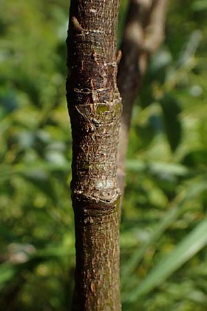 Salix waldsteiniana \ Waldsteins Weide, Bumchen-Weide / Waldstein's Willow, A Kärnten/Carinthia, Tscheppa - Schlucht / Gorge 20.8.2016