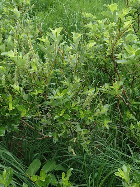 Salix waldsteiniana \ Waldsteins Weide, Bumchen-Weide / Waldstein's Willow, A Pusterwald, Eiskar 1.7.2019