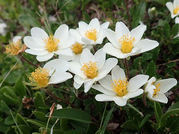 Dryas octopetala / Mountain Avens, A Trenchtling 3.7.2019