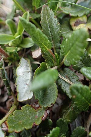 Dryas octopetala / Mountain Avens, A Trenchtling 3.7.2019