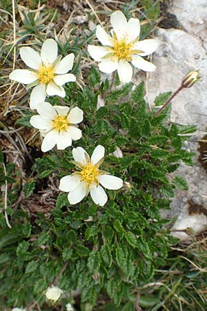 Dryas octopetala \ Silberwurz / Mountain Avens, A Rax 28.6.2020