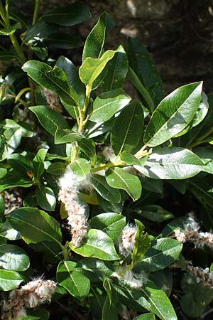 Salix waldsteiniana \ Waldsteins Weide, Bumchen-Weide / Waldstein's Willow, A Eisenerzer Reichenstein 28.7.2021