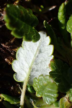 Dryas octopetala / Mountain Avens, A Wölzer Tauern, Hohenwart 29.7.2021