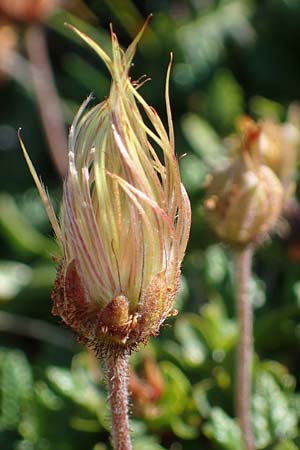 Dryas octopetala \ Silberwurz, A Wölzer Tauern, Hohenwart 29.7.2021