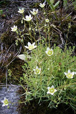 Saxifraga aspera \ Rauer Steinbrech, A Malta - Tal 7.6.2008