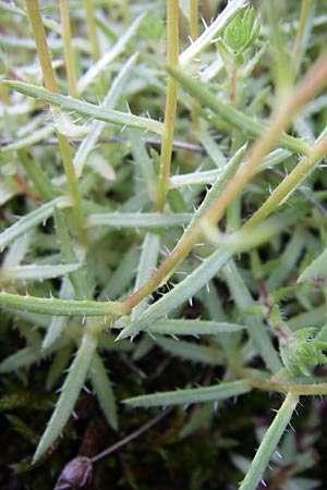 Saxifraga aspera \ Rauer Steinbrech / Rough Saxifrage, A Malta - Tal / Valley 7.6.2008