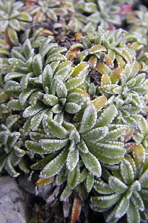 Saxifraga hostii \ Hosts Steinbrech / Host's Saxifrage, A Kärnten/Carinthia, Petzen 2.7.2010