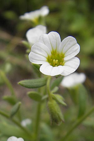 Saxifraga exarata s.l. \ Furchen-Steinbrech / White Musky Saxifrage, A Kärnten/Carinthia, Petzen 2.7.2010