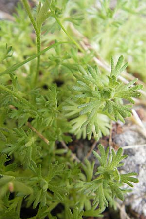 Saxifraga moschata \ Moschus-Steinbrech / Musky Saxifrage, A Malta - Tal / Valley 19.7.2010