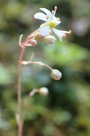 Saxifraga cuneifolia \ Keilblttriger Steinbrech / Lesser London Pride, A Kärnten/Carinthia, Gallizien 18.5.2016