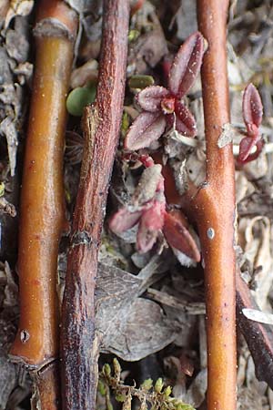 Salix breviserrata ? \ Matten-Weide, Kurzzahn-Weide / Finely-Toothed Willow, A Kärnten/Carinthia, Hochobir 19.5.2016