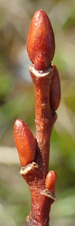 Salix hastata \ Spie-Weide, Engadin-Weide / Apple-Leaved Willow, A Rax 28.6.2020