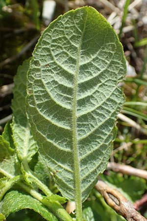 Salix hastata \ Spie-Weide, Engadin-Weide / Apple-Leaved Willow, A Rax 28.6.2020