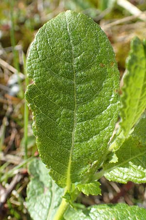 Salix hastata \ Spie-Weide, Engadin-Weide / Apple-Leaved Willow, A Rax 28.6.2020