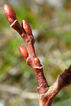 Salix hastata \ Spie-Weide, Engadin-Weide / Apple-Leaved Willow, A Rax 28.6.2020