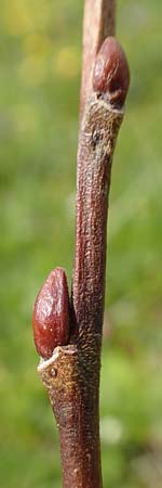 Salix hastata \ Spie-Weide, Engadin-Weide / Apple-Leaved Willow, A Rax 28.6.2020