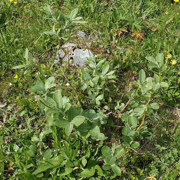 Salix hastata \ Spie-Weide, Engadin-Weide / Apple-Leaved Willow, A Rax 28.6.2020