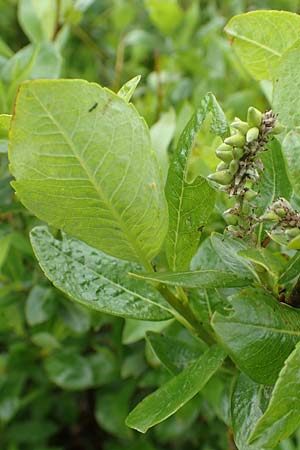 Salix waldsteiniana \ Waldsteins Weide, Bumchen-Weide / Waldstein's Willow, A Rax 28.6.2020