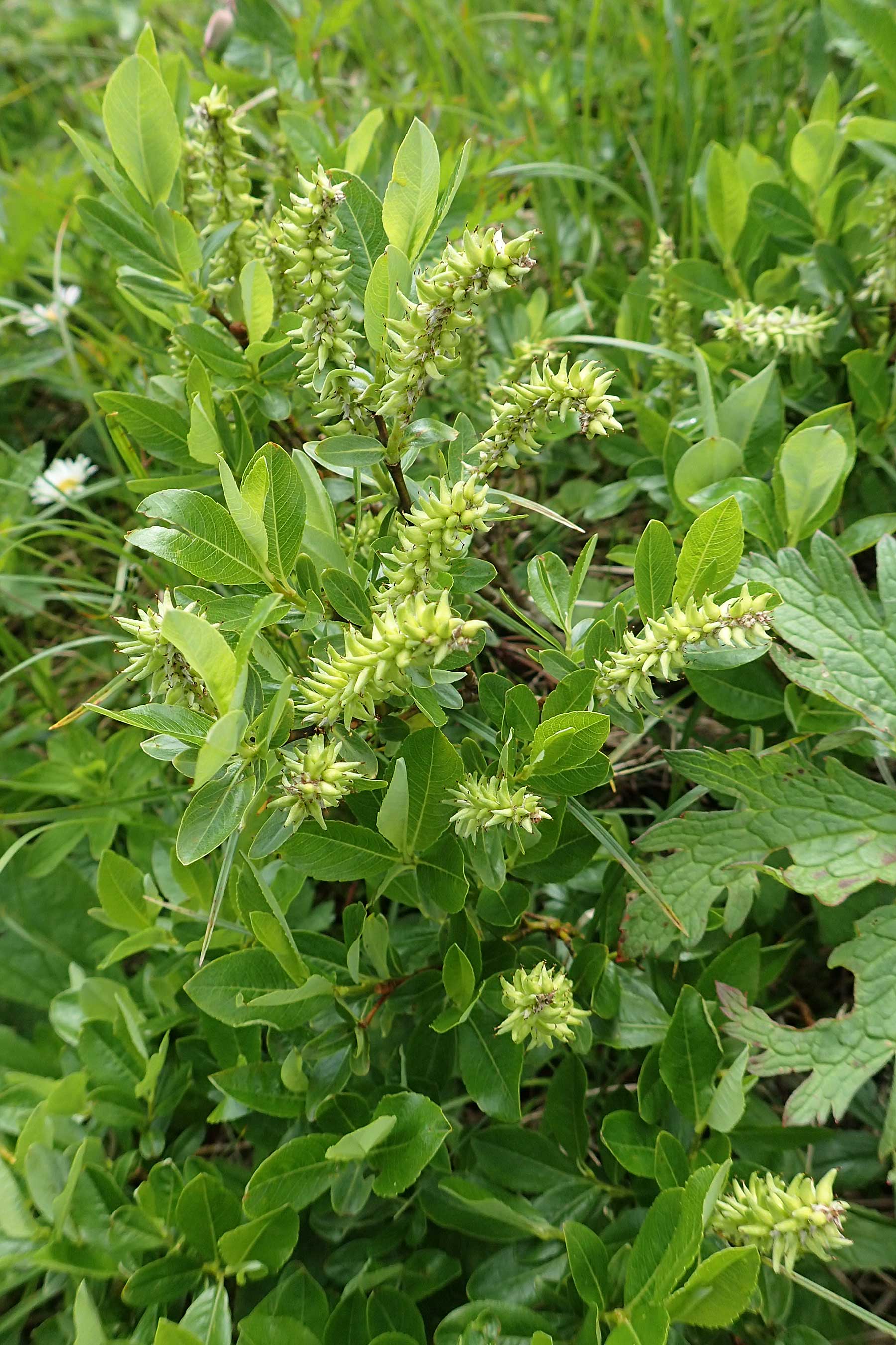 Salix waldsteiniana \ Waldsteins Weide, Bumchen-Weide / Waldstein's Willow, A Rax 28.6.2020