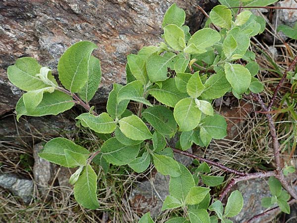 Salix aurita x caprea \ Weiden-Hybride / Hybrid Willow, A Wölzer Tauern, Kleiner Zinken 26.6.2021